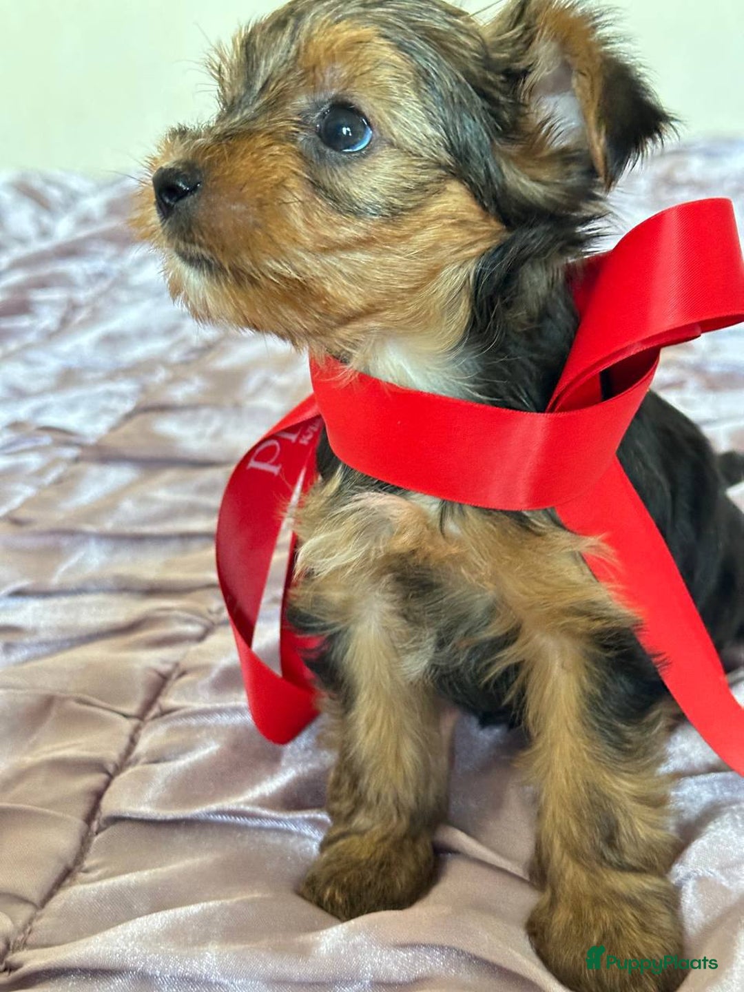 Yorkshire Terriër honden te koop: Yorkshire Terrier - Advertentie 2