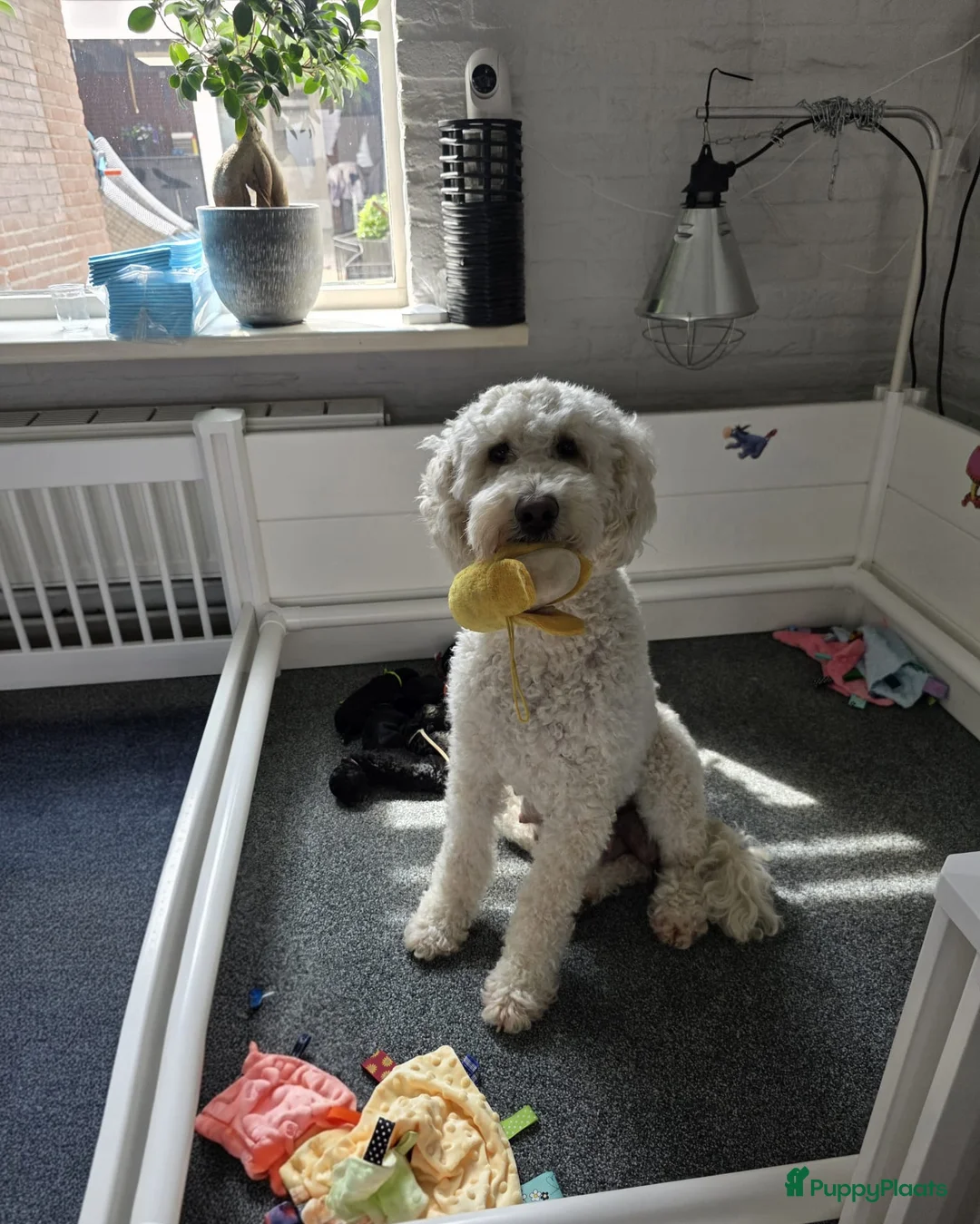 Kruising honden te koop: ✨ Golden doodle Bailey is moeder mooie 8 pups  - Advertentie 1
