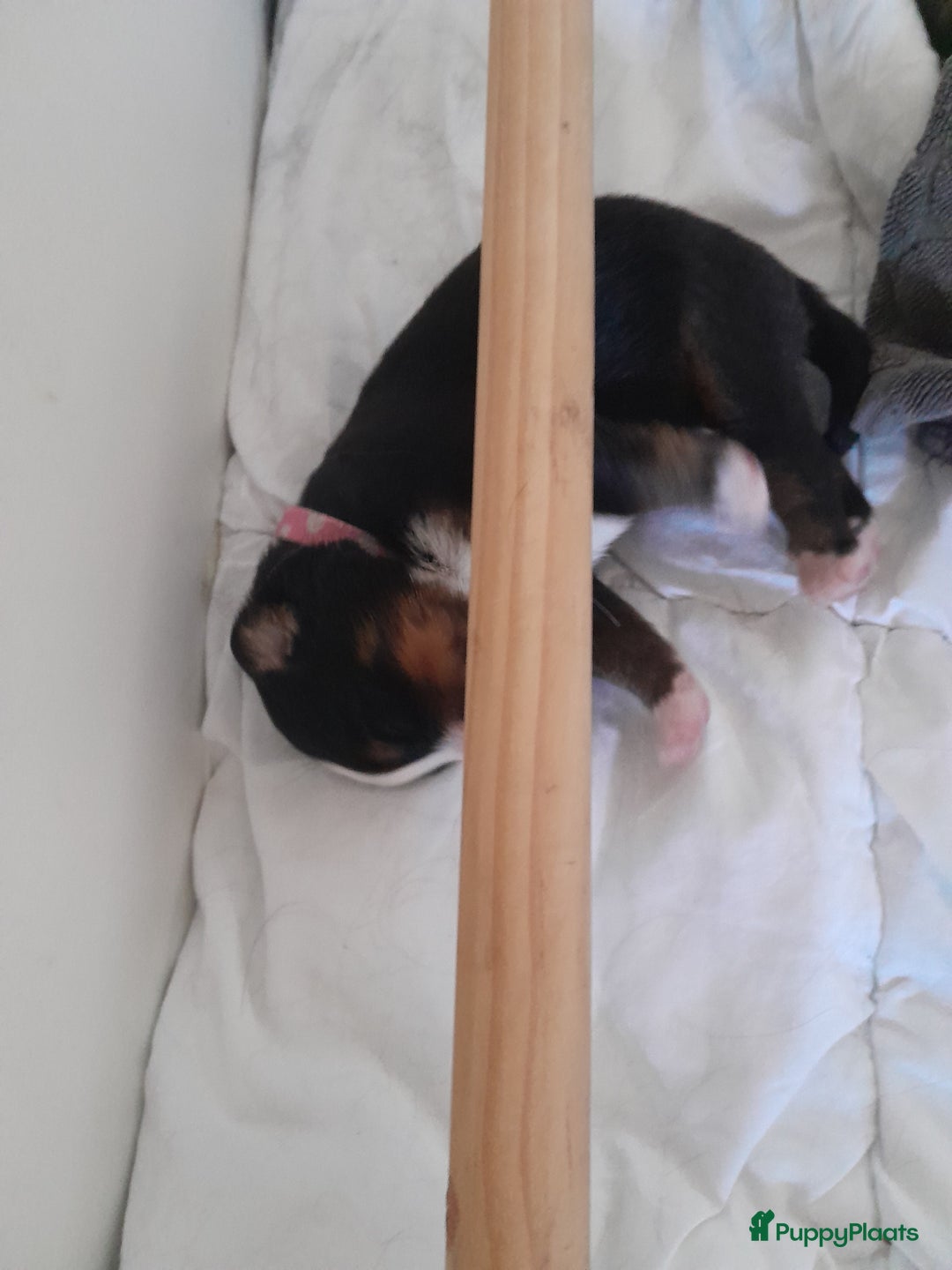 Berner Sennenhond honden te koop: Pups te koop - Advertentie 4