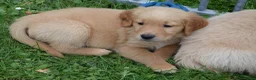 Golden Retriever honden te koop: Golden Retriever pups met stamboom - Advertentie 12