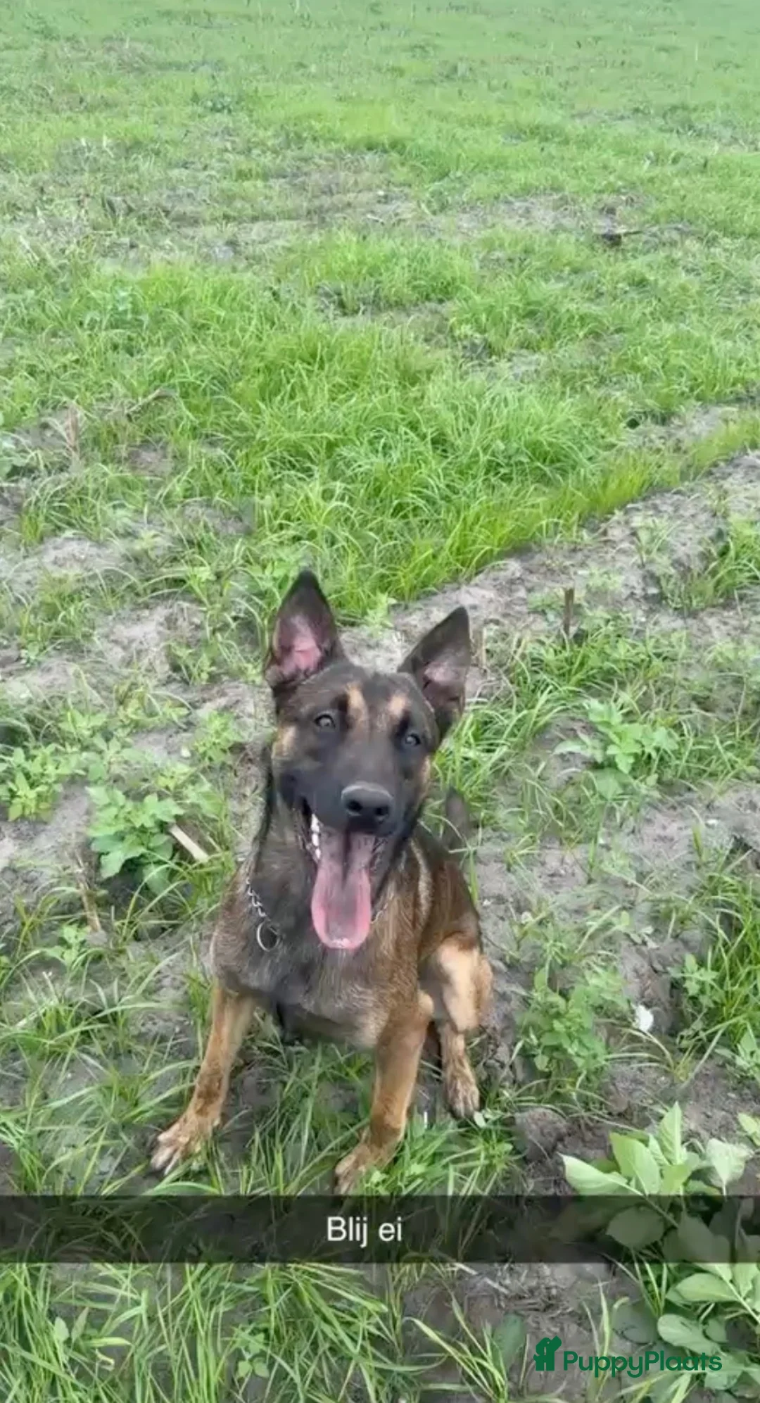 Mechelse Herder honden te koop: Exclusieve Mechelse HerderPups KNPVBloedlijn 49684 - Advertentie 27