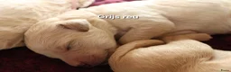 Labradoodle honden te koop: Prachtige Medium Labradoodle pups geboren  - Advertentie 14