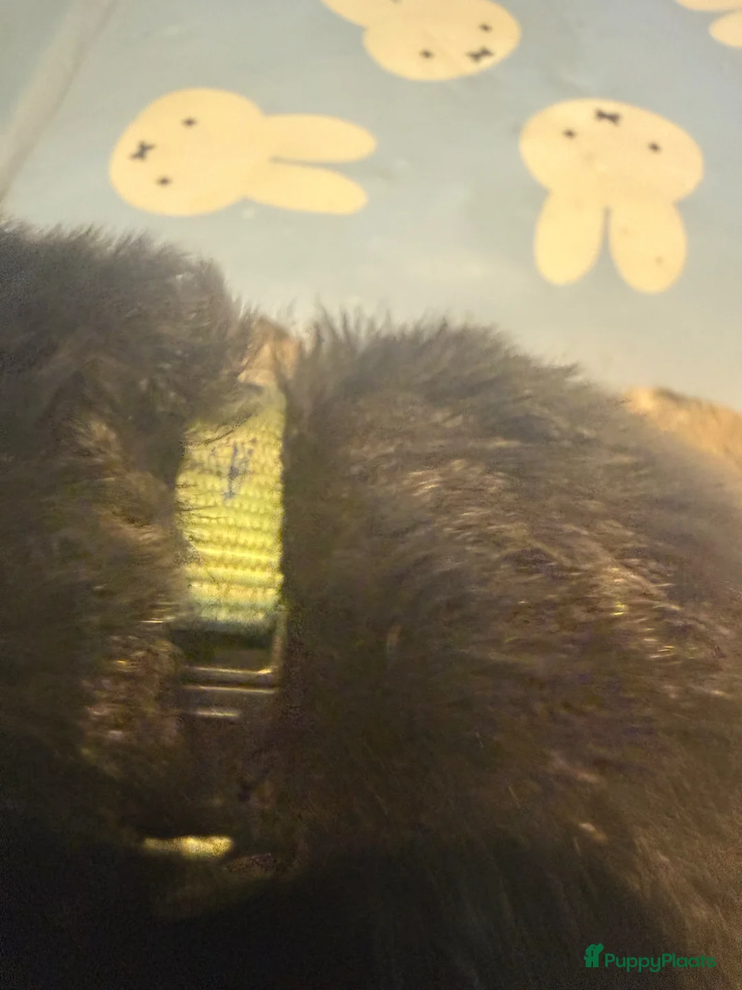 Kruising honden te koop: Mooie bernsky pupps  - Advertentie 25