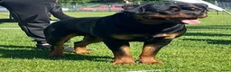 Rottweiler honden te koop: Sociale Rottweiler pups verwacht - Advertentie 3