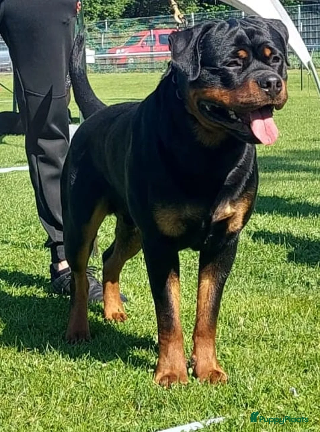 Rottweiler honden te koop: Sociale Rottweiler pups verwacht - Advertentie 3