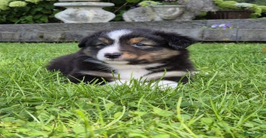 Australian Shepherd honden - Advertentie 1