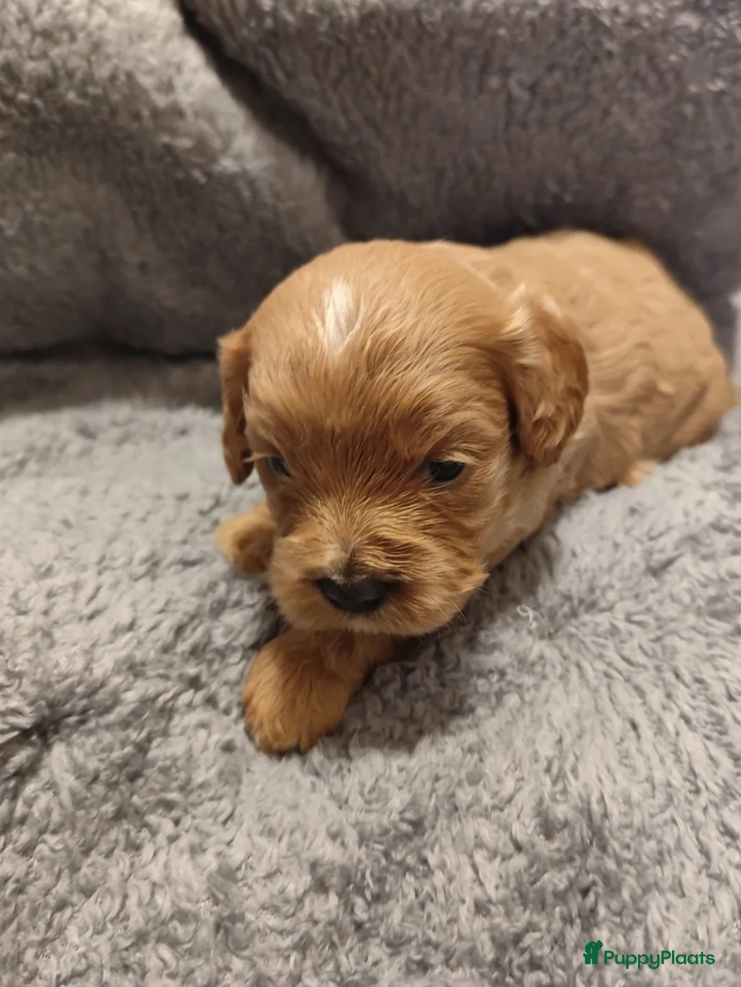 Cavapoo honden te koop: Laatste cavapoo pup teefje beschikbaar  - Advertentie 6
