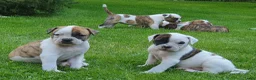 Amerikaanse Bulldog honden te koop: Prachtige Amerikaanse bulldog pups met stamboom - Advertentie 5