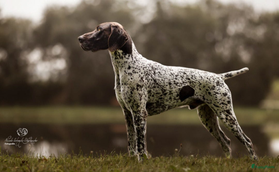 Duitse Staande Hond Korthaar honden te koop: 6 prachtige pups korthaar Duitse Staande  in Oene - Afbeelding 10