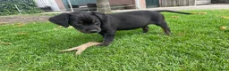 Goldador honden te koop: Kruising Labrador X Golden retriever - Advertentie 11