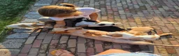 Engelse Cocker Spaniel honden te koop: Workingcocker spaniel pups te koop - Advertentie 3