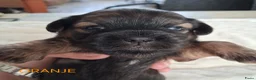 Kruising honden te koop: Mooie Boomer pups - Advertentie 17