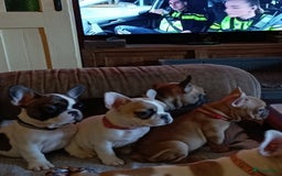 Franse Bulldog honden te koop: Franse bulldog raszuiver FCI (uitgebreid getest)  - Advertentie 3