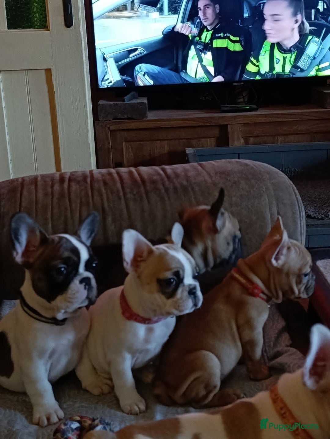 Franse Bulldog honden te koop: Franse bulldog raszuiver FCI (uitgebreid getest)  - Advertentie 3