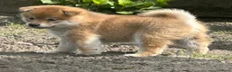 Shiba honden te koop: Bijzondere Shiba inu puppies - Advertentie 3