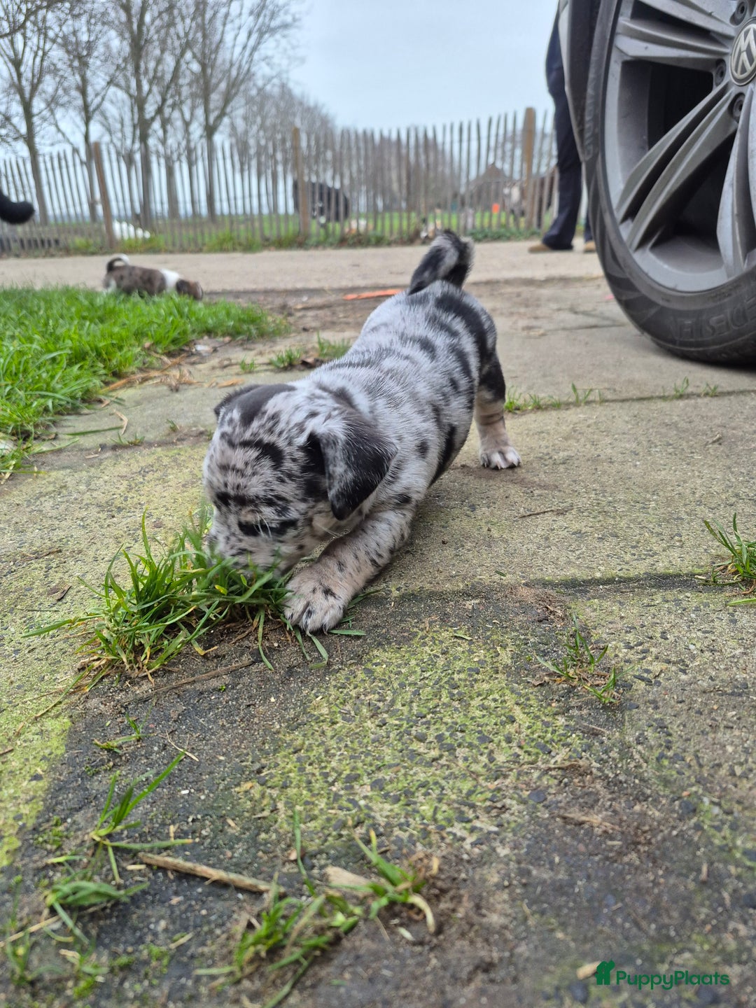 Jack Russel Terriër honden te koop: Merle Jackrussel te koop - Advertentie 13