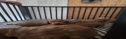 Cockapoo honden te koop: Cockapoo pups beschikbaar  - Advertentie 6