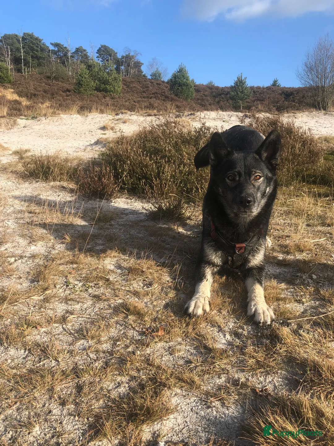 Kruising honden te koop: Lieve friese stabij x Labrador pups te koop - Advertentie 17