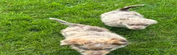 Kruising honden te koop: Aussiedoodle pupjes  - Advertentie 4
