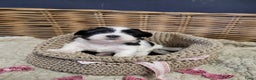 Malshi honden te koop: shih tsu boomer puppies - Advertentie 8
