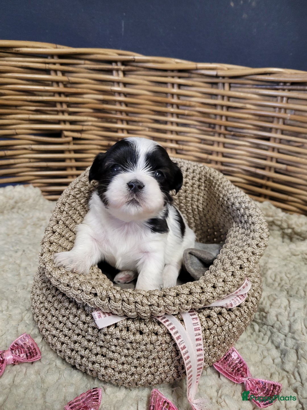 Malshi honden te koop: shih tsu boomer puppies - Advertentie 8