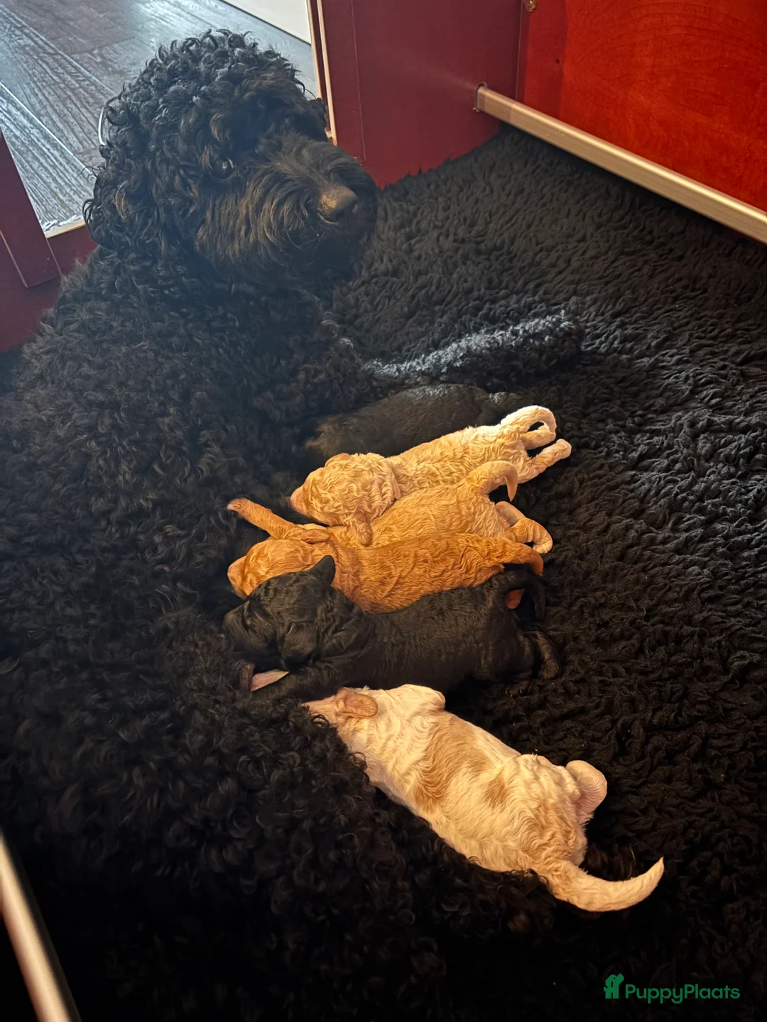 Kruising honden te koop: Prachtige  mini labradoodle pups  - Advertentie 6
