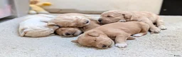 Goldendoodle honden te koop: Golden doodle pups  - Advertentie 4