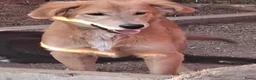 Kruising honden ter adoptie: Codyy - Advertentie 3