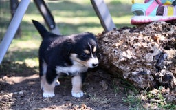 Australian Shepherd honden te koop: Australian Shepherd x Kelpie Pups in Maashees - Afbeelding 19