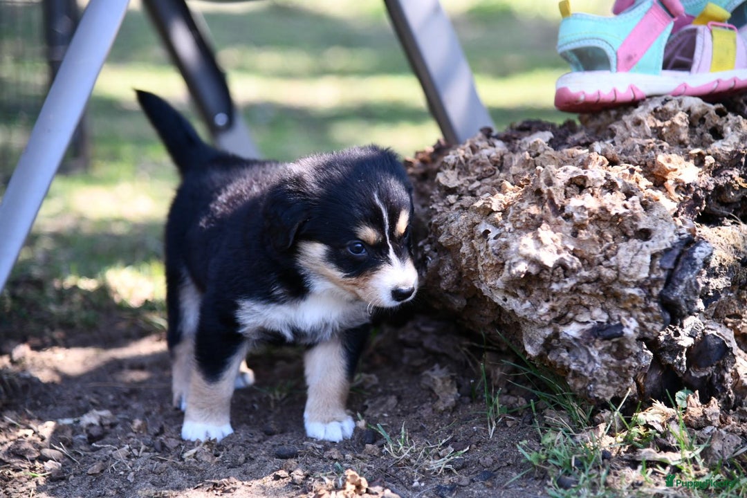 Australian Shepherd honden te koop: Australian Shepherd x Kelpie Pups in Maashees - Afbeelding 19
