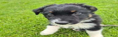 Australian Shepherd Puppy 6 Black Tricolor