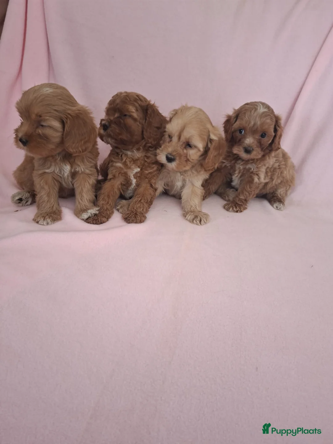 Cavapoo honden te koop: cavapoo puppen beschikbaar - Advertentie 7