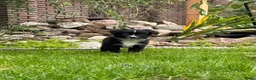Australian Shepherd honden te koop: Aussie pups - Advertentie 6