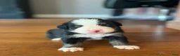 Berner Sennenhond honden te koop: Berner sennen pups - Advertentie 9