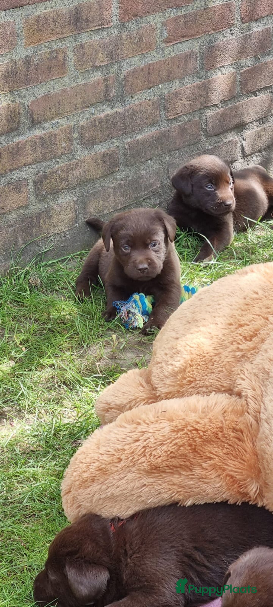 Labrador Retriever honden te koop: Chocola bruine labrador pups showlijn stamboom  - Afbeelding 11