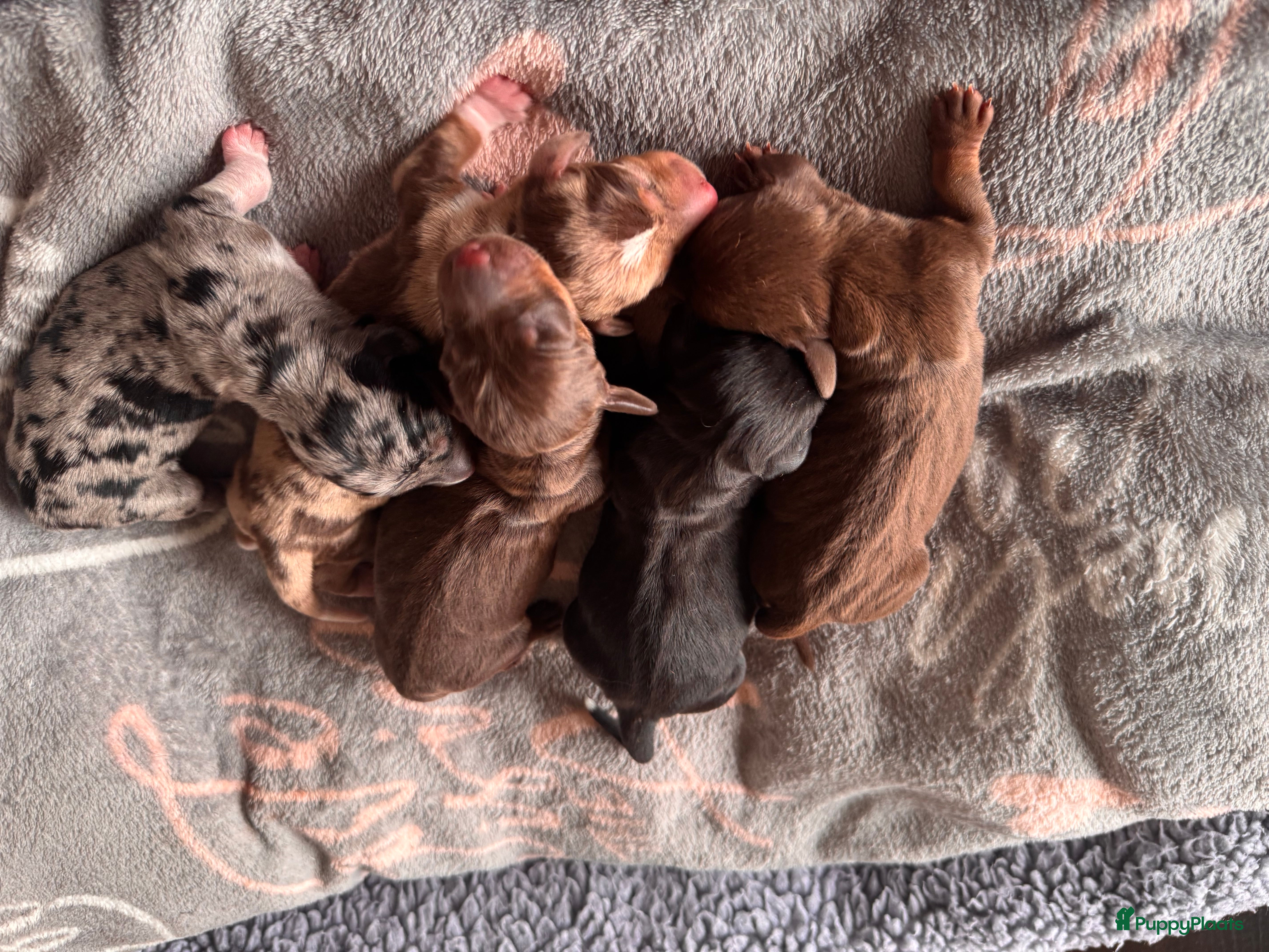 Teckel (korthaar)  honden Prachtige teckel pups  grootgebracht in huis - Advertentie 1