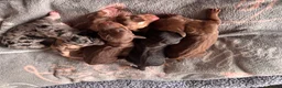 Teckel (korthaar)  honden te koop: Prachtige teckel pups  grootgebracht in huis - Advertentie 1