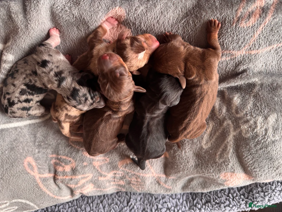 Teckel (korthaar)  honden te koop: Prachtige teckel pups  grootgebracht in huis - Advertentie 1