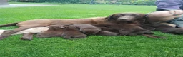 Labrador Retriever honden te koop: Te koop mooie labrador pups - Advertentie 2
