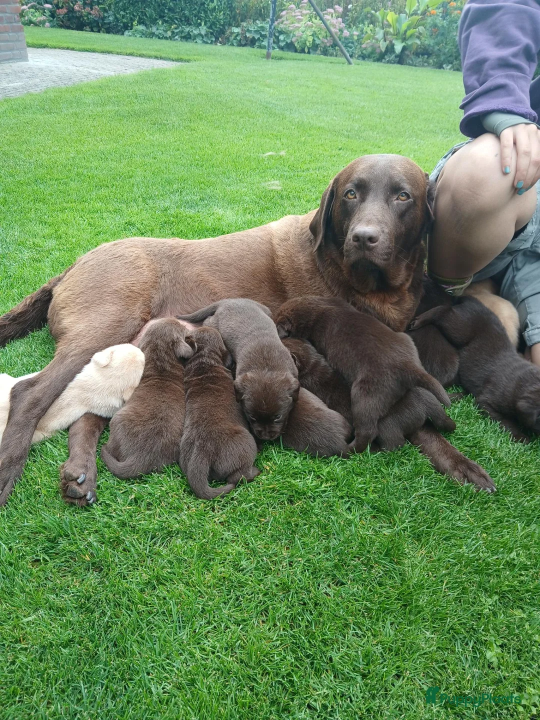 Labrador Retriever honden te koop: Te koop mooie labrador pups - Advertentie 2