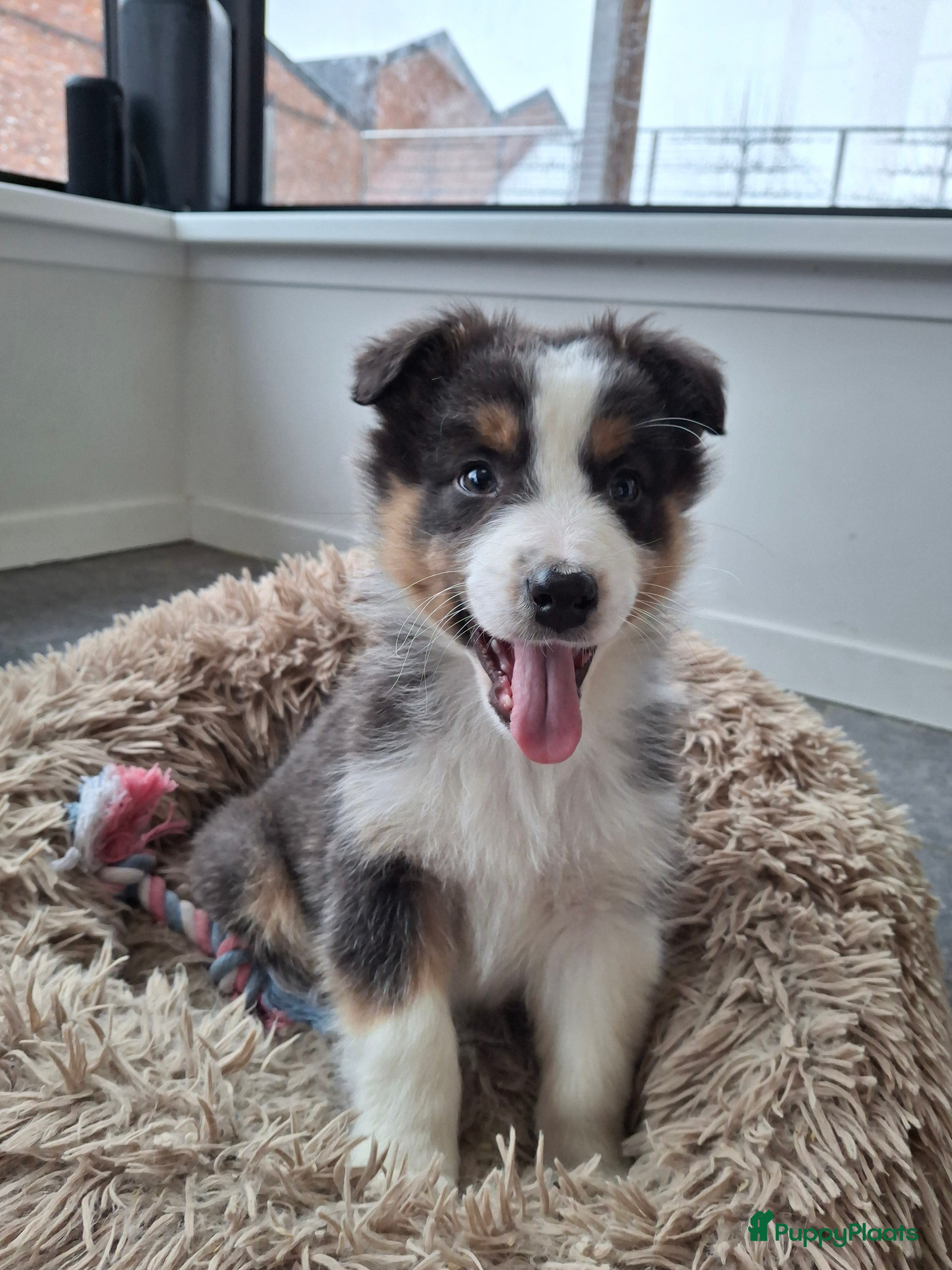 Australian Shepherd honden Raszuiver Australian Shepherd pups op de boerderij - Advertentie 1