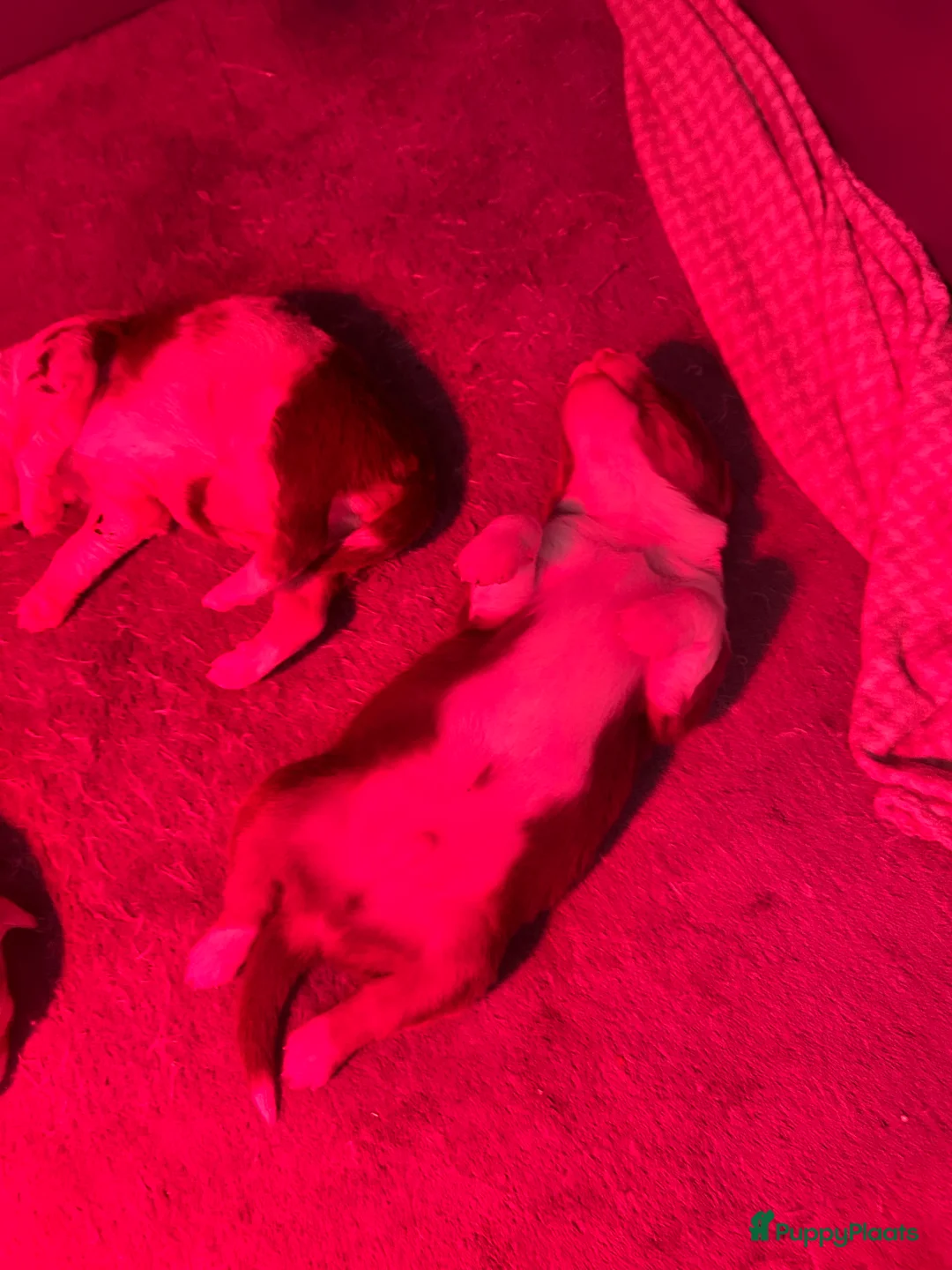 Australian Shepherd honden te koop: 100% raszuivere Australian Sheperd pups - Advertentie 11