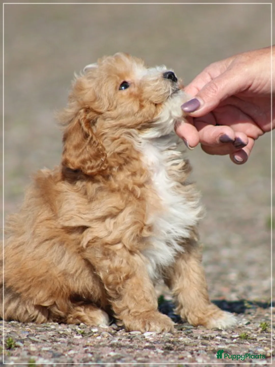 Maltipoo honden te koop: Leuke Maltipoo pups. - Advertentie 2