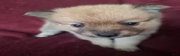 Pomsky honden te koop: 5 pomsky pups - Advertentie 16