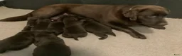 Labrador Retriever honden te koop: Zeer mooie donkerbruine labrador pups - Advertentie 4