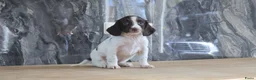 Engelse Springer Spaniel honden te koop: Lieve Engelse springer spaniel pups te koop - Advertentie 3