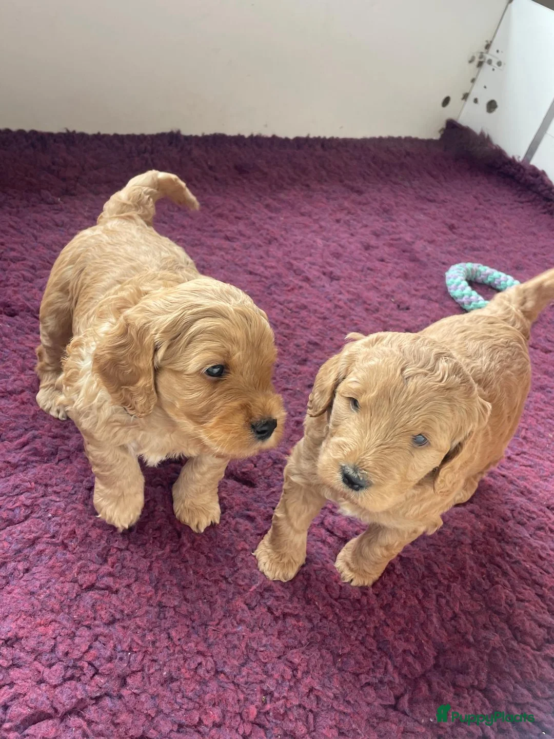 Kruising honden te koop: Goldendoodle x Australische labradoodle pups - Advertentie 4