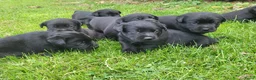Labrador Retriever honden te koop: Prachtig nest zwarte Labrador pups - Advertentie 8