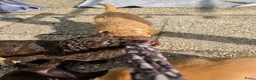 Labradoodle honden te koop: Hele mooie medium doodle half Australian bloed🩵🤩 - Advertentie 12