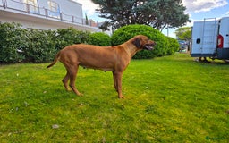 Rhodesian Ridgeback honden te koop: Rhodesian Ridgeback pups+stamboom 2reutjes 8weken  in Wierden - Afbeelding 37